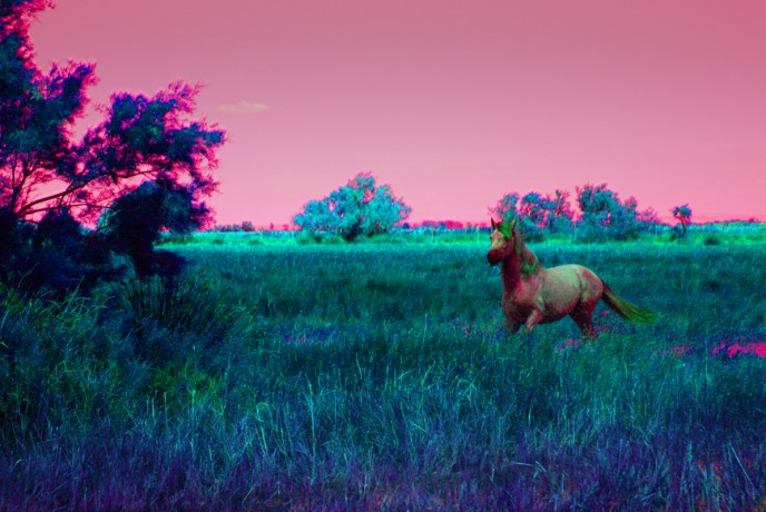 angry_horse_2012